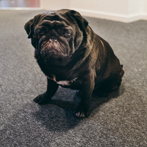 Theodor